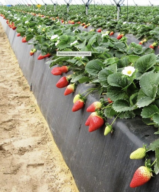 Агроволокно 90 г/м2 1,07х5 метрів чорне пакетоване Дніпро - фото 10