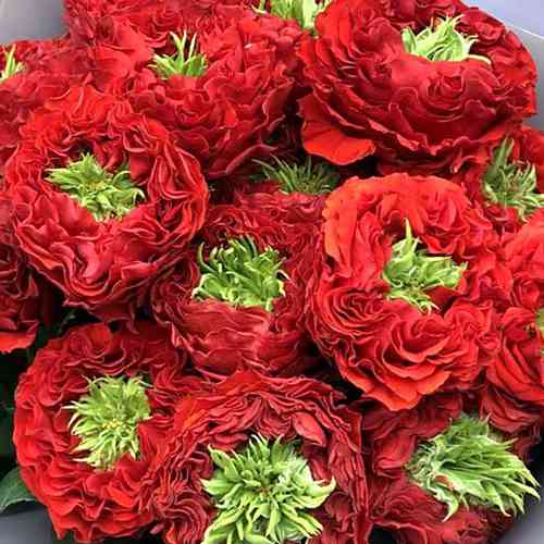 Саджанці троянд Червоне Око (привитий) - 2-річний Чернівці