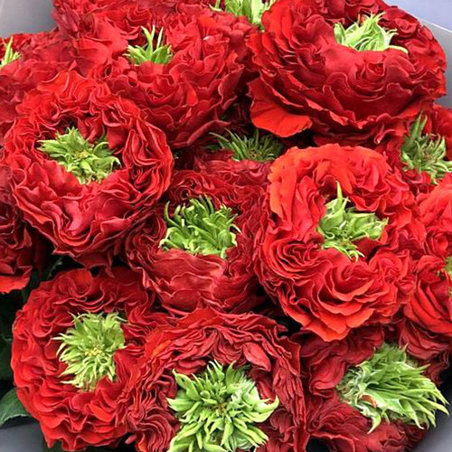 Саджанці троянд Червоне Око (привитий) - 2-річний Чернівці - фото 1