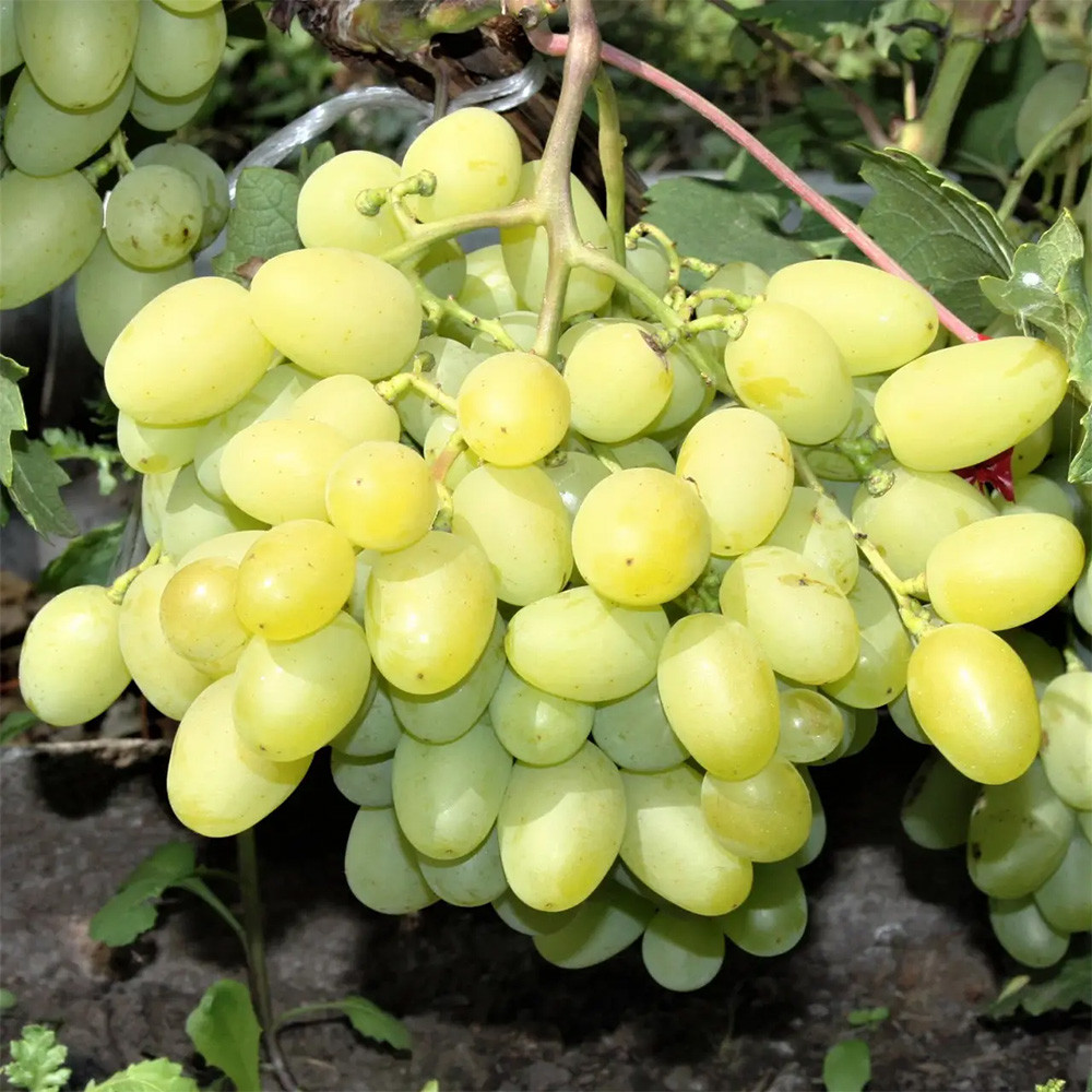 Саженцы винограда Арни (черенкованный) - 2-летний Черновцы - изображение 1