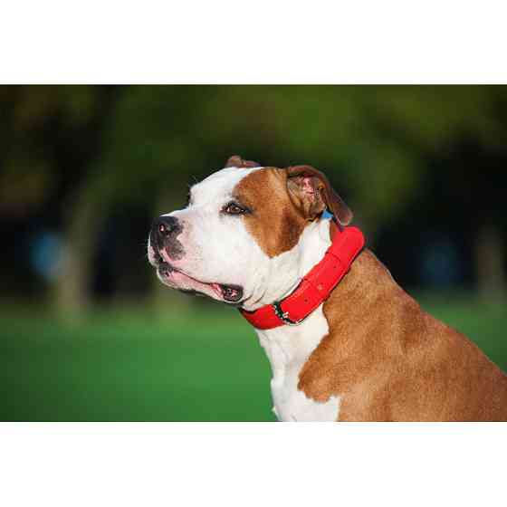 Нашийник для собак шкіряний WAUDOG Glamour з QR паспортом, без прикрас, L, Ш 25 мм, Дов 38-49 с Коломыя