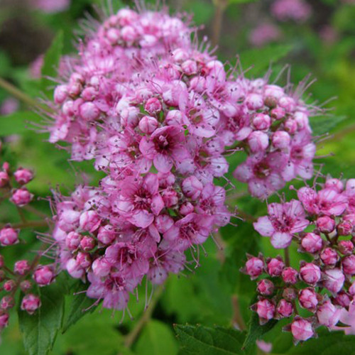 Саджанці спіреї Літтл Принцес (черенкований) - 1-річний Чернівці - фото 1