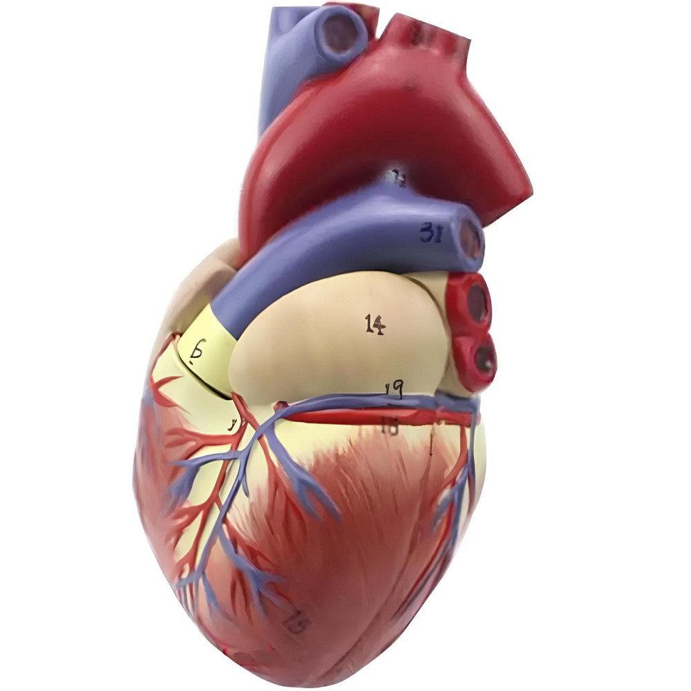 Анатомічна модель серця людини RESTEQ 1:1 — розбірна модель для вивчення будови та кровообігу Київ - фото 8