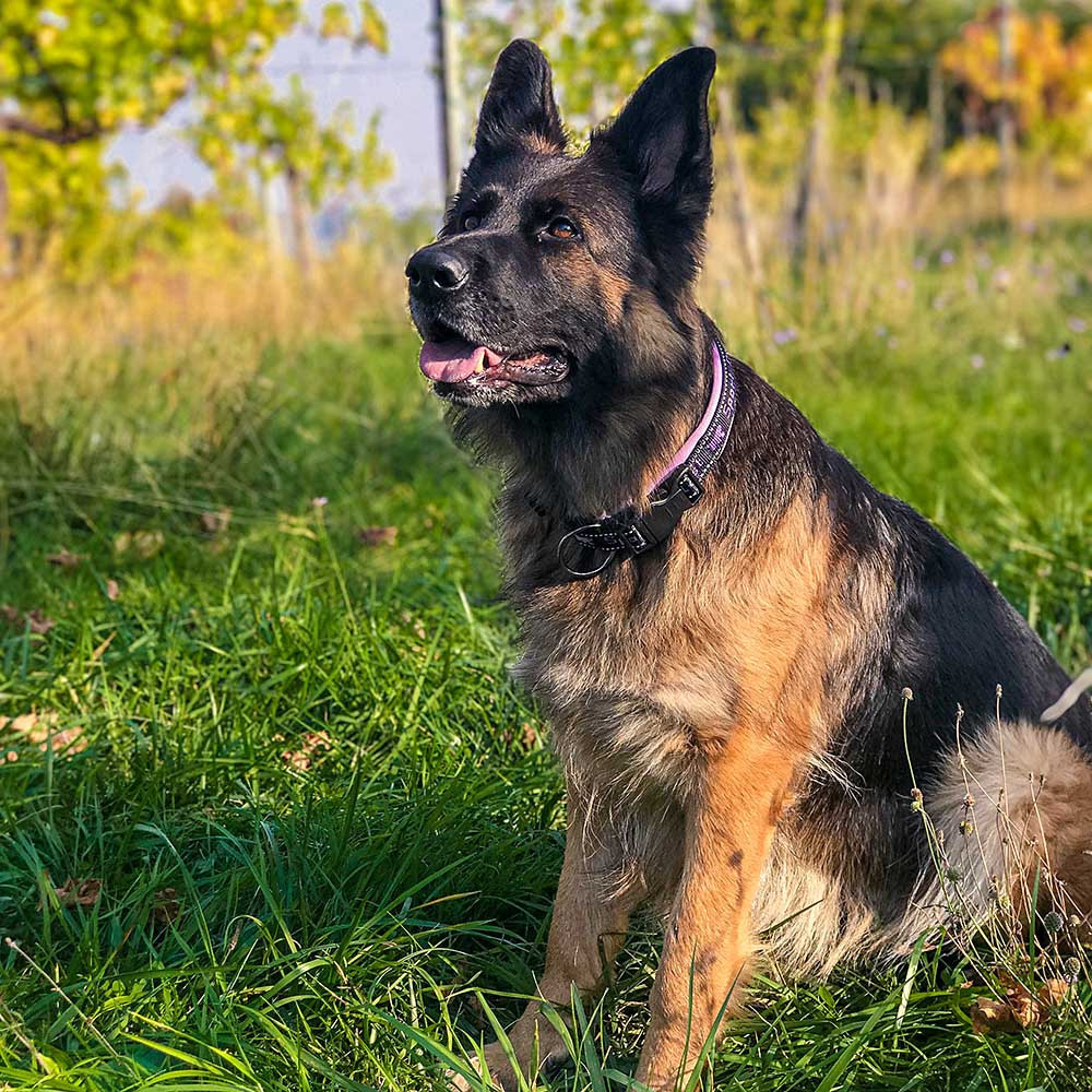 Ошейник для собак Ferplast Sport Dog С (Ферпласт Спорт Дог С) Запорожье - изображение 6