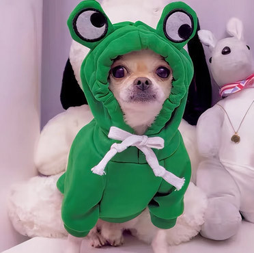 Одежда для собак мелких пород Лягушнок Киев - изображение 1