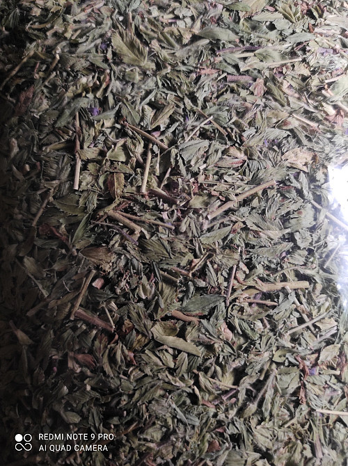 Вовчуг польовий (Стальник полевой) 100г master sem Киев - изображение 3