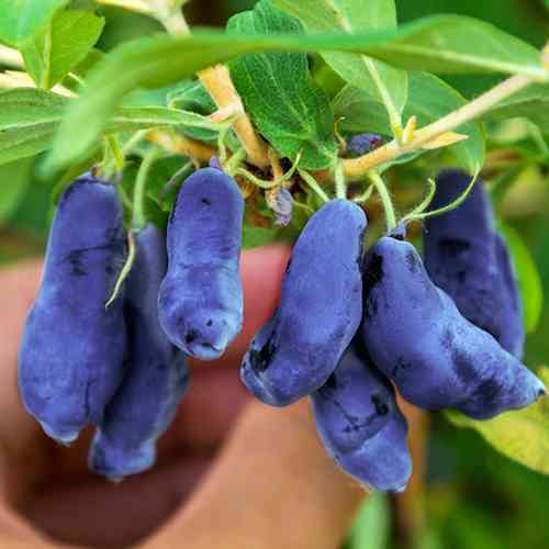 Саженцы жимолости Голубое Веретено (черенкованный) - 3-летний Черновцы