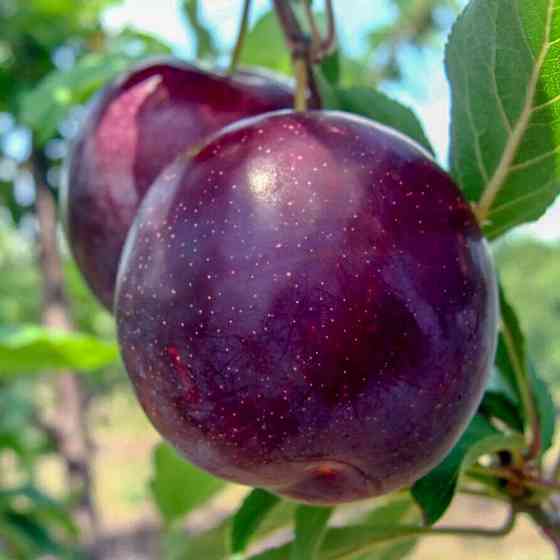 Саджанці диплоїдної сливи Анжеліна (привитий) - 2-річний Чернівці