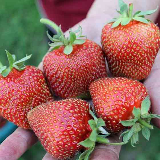 Саженцы клубники Сирия (10 штук) - 1-летний Черновцы