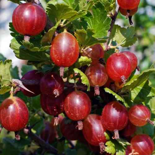 Саджанці агрусу на штамбі Неслухівський (привитий) - 2-річний Чернівці