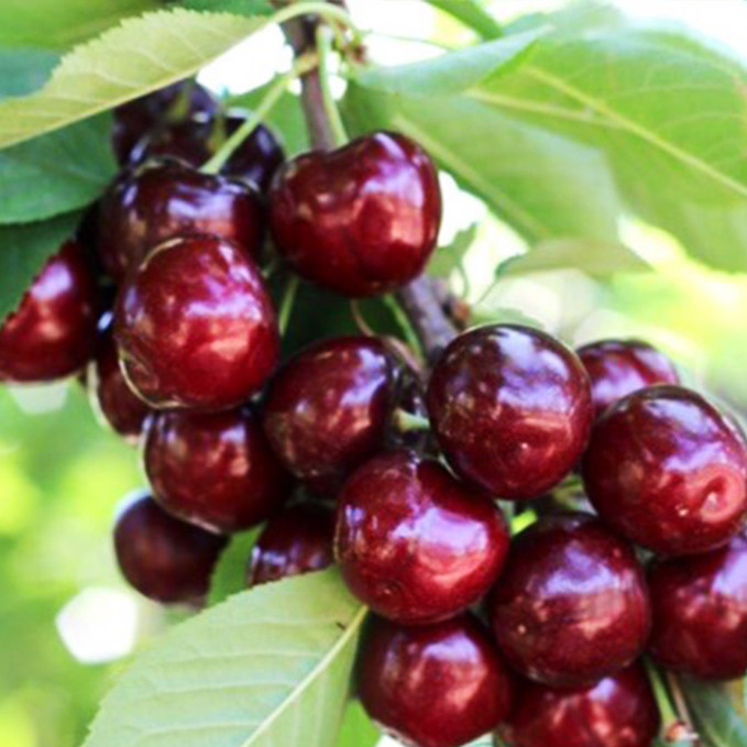 Саджанці черешні Канадський Гігант (привитий) - 1-річний Чернівці - фото 1