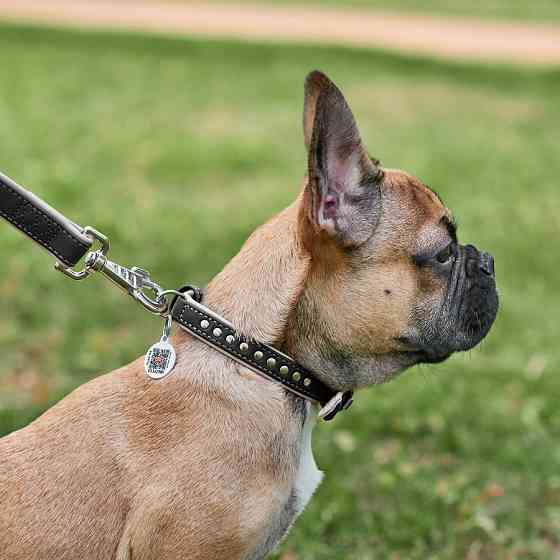 Нашийник для собак шкіряний WAUDOG Soft з QR паспортом, металічні прикраси, Ш 15 мм, Дов 27-36 Коломия