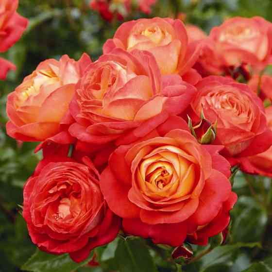 Саженцы роз флорибунда Мидсаммер (привитый) Черновцы