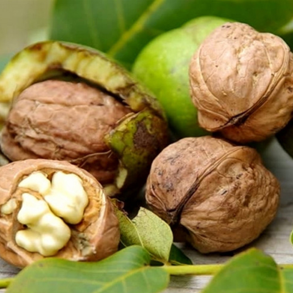 Саджанці грецького горіха Астахівський (привитий) Чернівці - фото 1