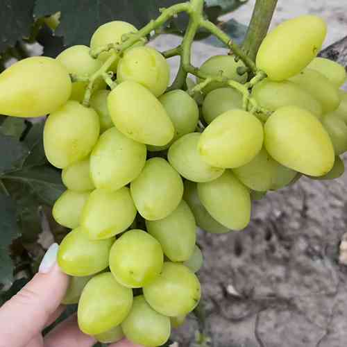 Cаджанці винограду Давид (черенкований) - 1-річний Чернівці