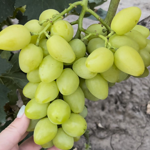 Саженцы винограда Давид (черенкованный) - 1-летний Черновцы - изображение 1