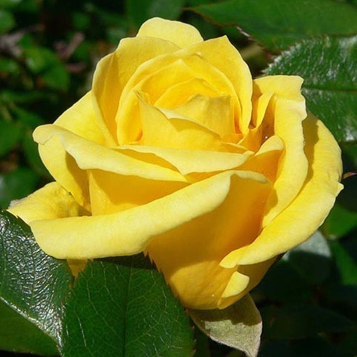 Саженцы роз Солнца Свет (привитый) - 2-летний Черновцы - изображение 1