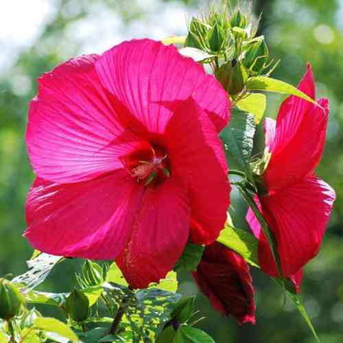Саженцы гибискуса Рассечнолистный (черенкованный) - 2-летний Черновцы