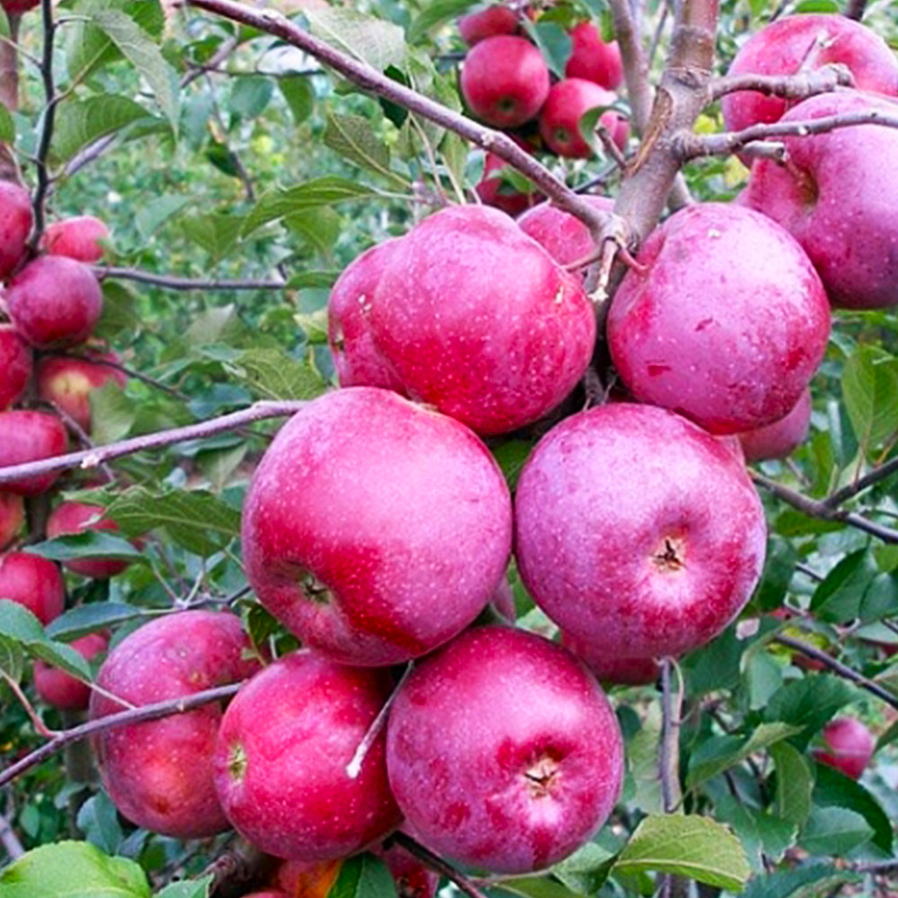 Саджанці яблуні Спартан (привитий) - 2-річний Чернівці - фото 3