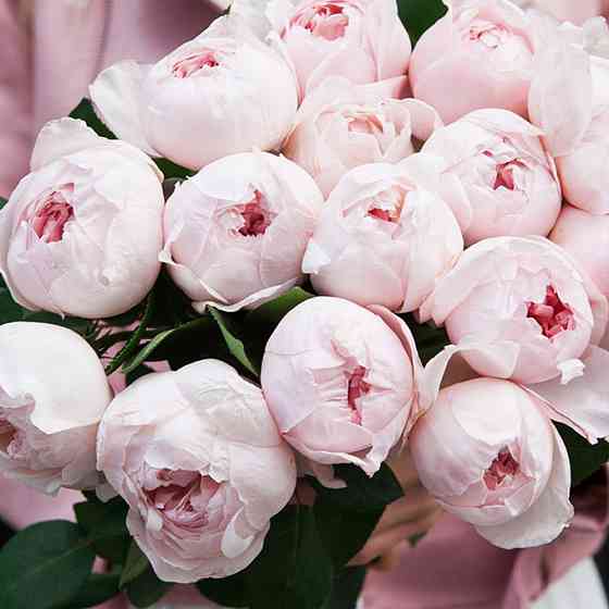 Саженцы английских пионовидных роз Пиони Пинк (привитый) Черновцы