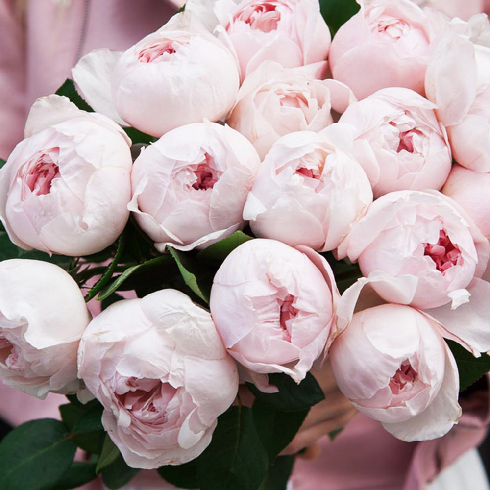 Саджанці англійських піоноподібних троянд Піоні Пінк (привитий) Чернівці - фото 3