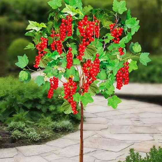 Саженцы смородины на штамбе Ровада (привитый) - 2-летний Черновцы