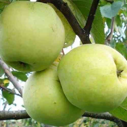 Саджанці яблуні Дачне (привитий) - 2-річний Чернівці