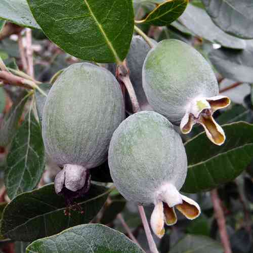 Саджанці фейхоа Тріумф - 1-річний Чернівці