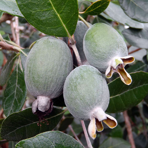 Саджанці фейхоа Тріумф - 1-річний Чернівці - фото 2
