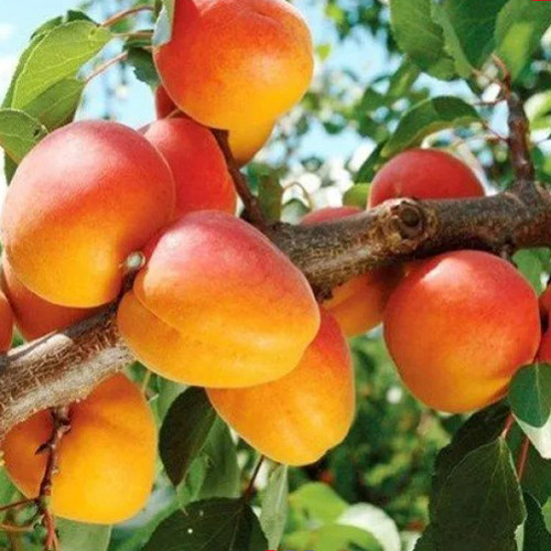 Саженцы абрикоса Триумф Северный (привитый) - 2-летний Черновцы - изображение 1