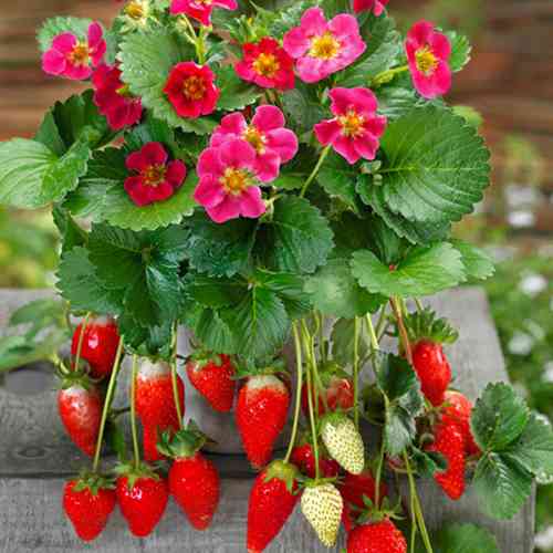 Саженцы клубники Розовый Фламинго (ремонтантная) - 1-летний Черновцы