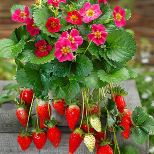 Саджанці полуниці Рожевий Фламінго (ремонтантна) - 1-річний Чернівці - фото 1