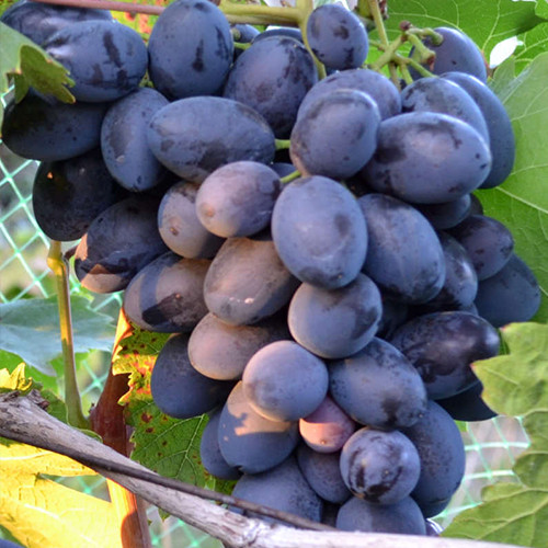 Саженцы винограда Торнадо (черенкованный) - 2-летний Черновцы - изображение 1