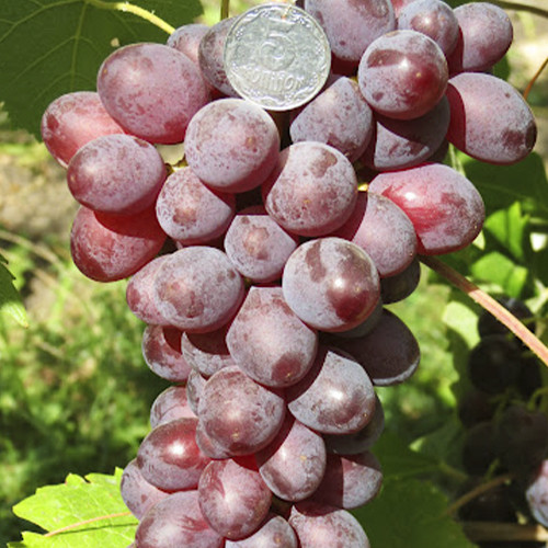 Cаджанці винограду Полуничний (черенкований) - 1-річний Чернівці - фото 1