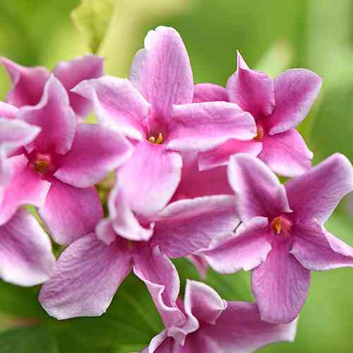 Саженцы жасмина Розовый (черенкованный) - 2-летний Черновцы