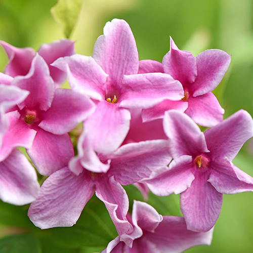 Саженцы жасмина Розовый (черенкованный) - 2-летний Черновцы - изображение 1