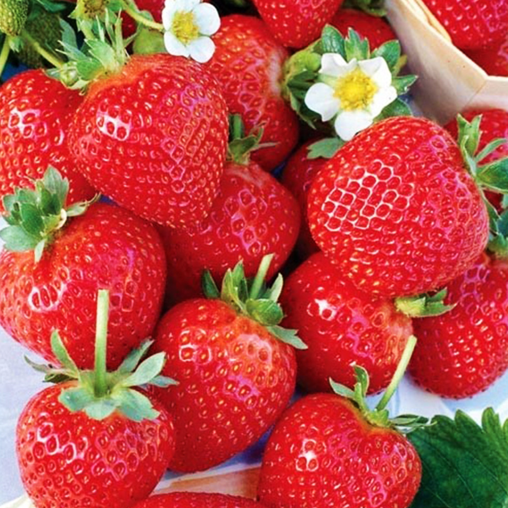 Саджанці полуниці Альбіон (10 штук) (ремонтантна) - 1-річний Чернівці - фото 3