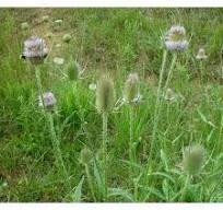 Ворсянка лесная (листья),100г master sem Киев - изображение 1