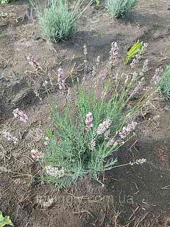 Лавандин Edelweiss, лаванда белого цвета горшок Р9 Ирпень