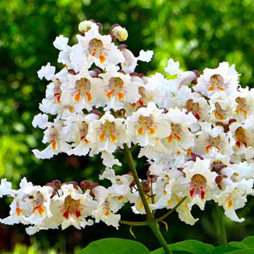 Саджанці катальпи Північна - 2-річний Чернівці