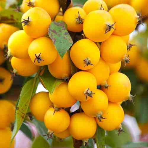 Саженцы яблони на штамбе Желтое райское яблочко (привитый) - 2-летний Черновцы