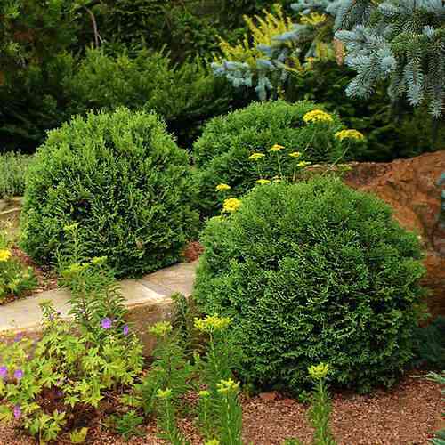 Саджанці туї Хозері Чернівці