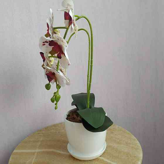Штучна латексна міні орхідея в білому пластиковому кашпо на дві гілки біла в бордову крапку Дніпро