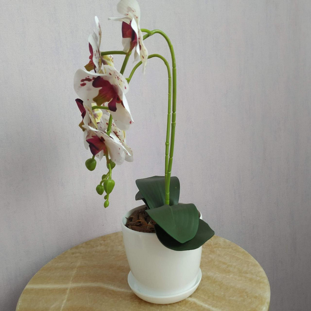 Штучна латексна міні орхідея в білому пластиковому кашпо на дві гілки біла в бордову крапку Дніпро - фото 2