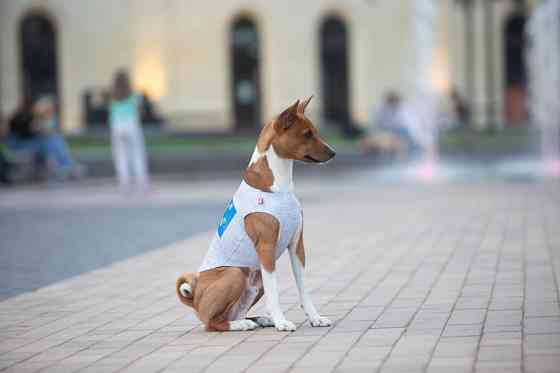 Майка для собак WAUDOG Clothes малюнок "Сміливість", S40, B 50-56 см, С 29-34 см Коломия