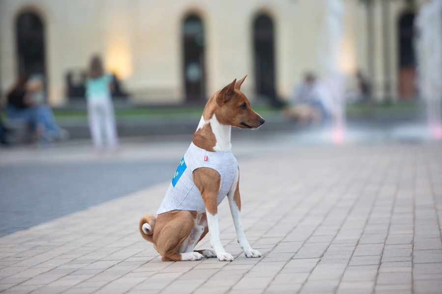 Майка для собак WAUDOG Clothes малюнок "Сміливість", S40, B 50-56 см, С 29-34 см Коломия - фото 4