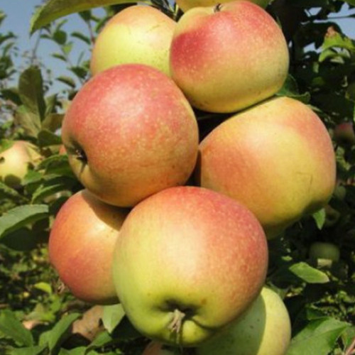 Саджанці яблуні Катерина (привитий) - 1-річний Чернівці - фото 1