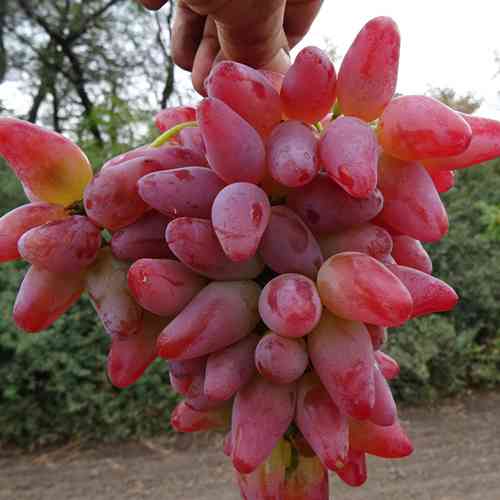 Саженцы винограда Оригинал (черенкованный) - 1-летний Черновцы