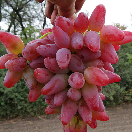 Cаджанці винограду Оригінал (черенкований) - 1-річний Чернівці - фото 1