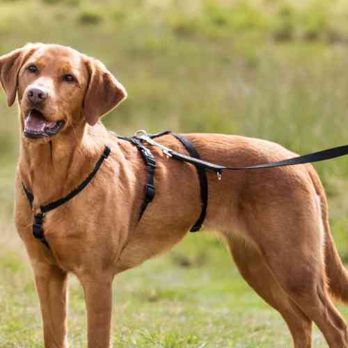 Шлея Trixie для собак M-L 50-75 см х 20 мм чорна Киев